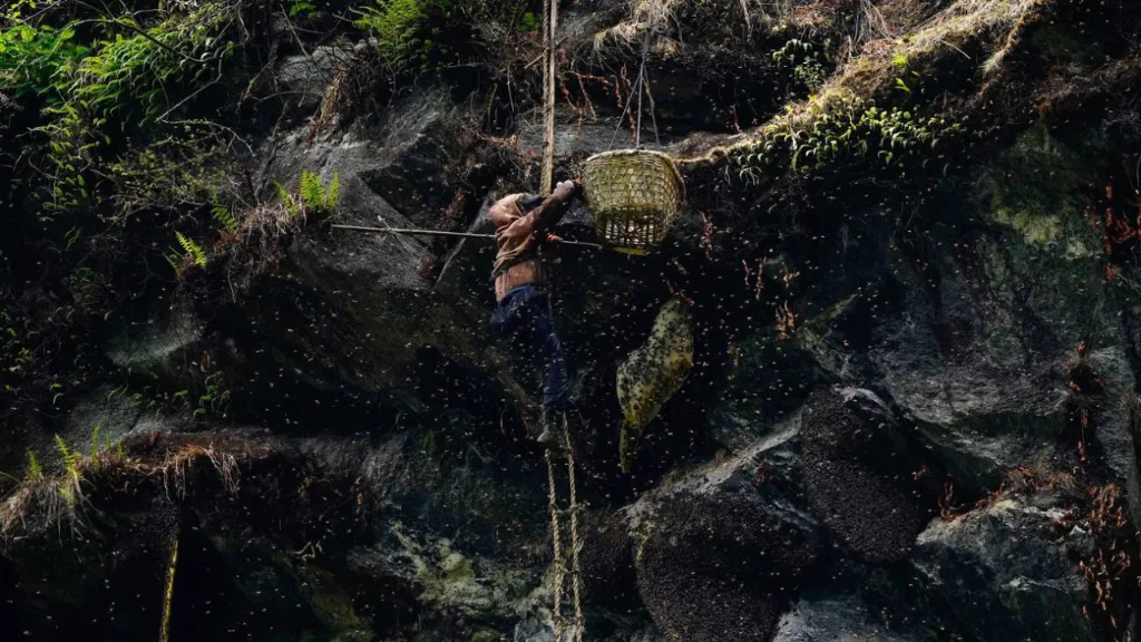 Honey Hunting Trip in Nepal (Complete Guide for 2026)